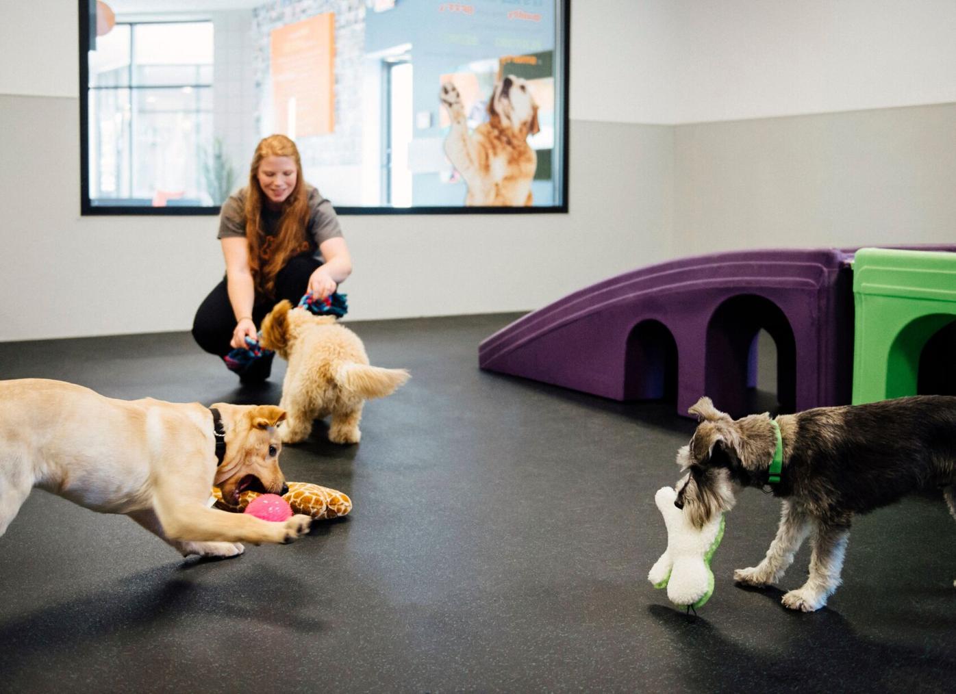 The beneficial side of working with a pet franchise